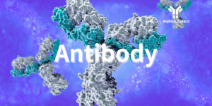 1 Antibody