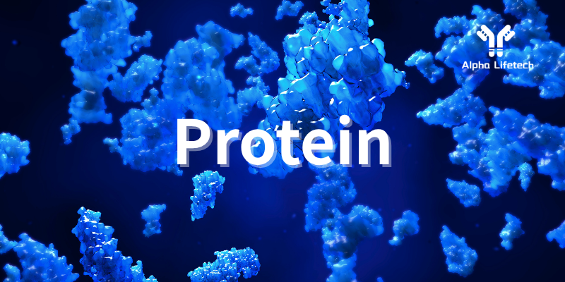 2 Protein